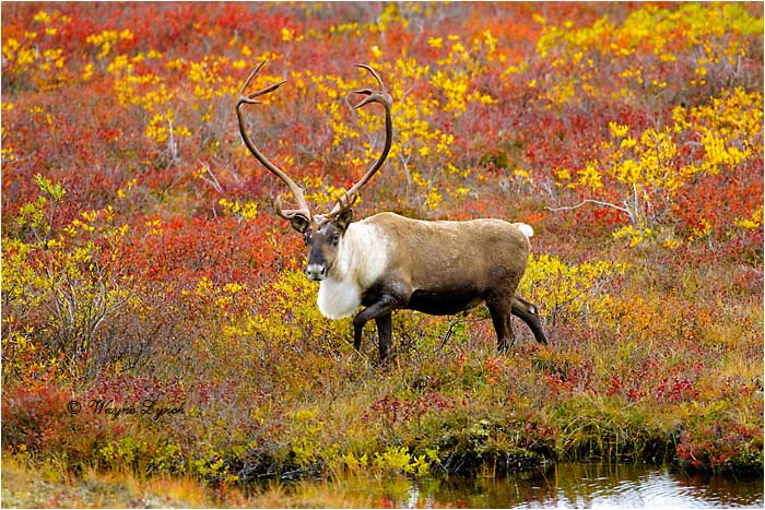 Barren Ground Caribou Bull 114 by Dr. Wayne Lynch &copy;